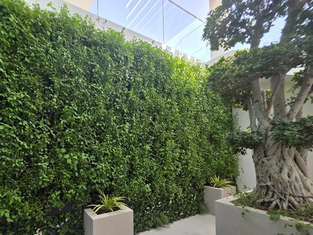 A dense green wall enclosing a villa terrace beside a sculpted ficus tree
