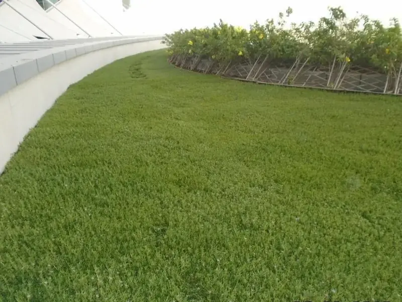 Planted green roof deck along a curved parapet