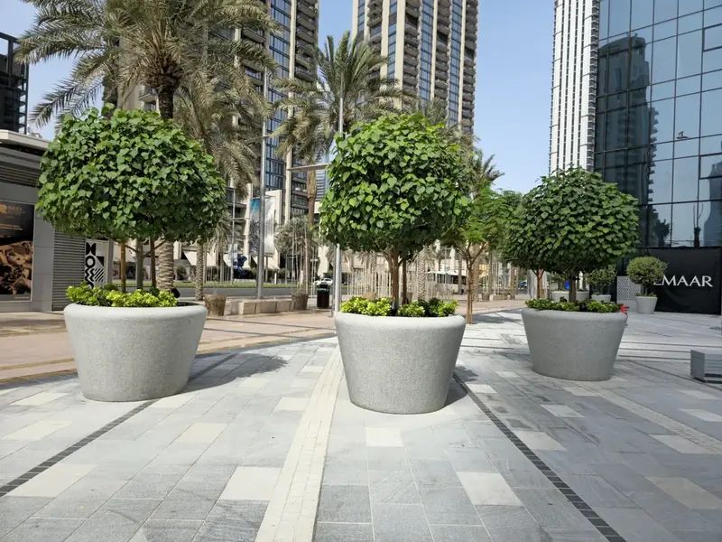 Mature olive trees in large pale planters on a city plaza